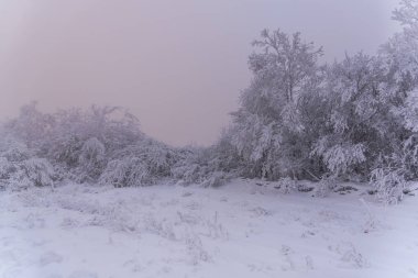 Karla kaplı ağaçlar ve dalları kış orman