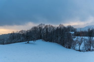 Karla kaplı ağaçlar ve dalları kış orman