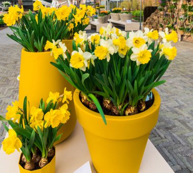 Şaşırtıcı ihale çiçek açan çiçekler yakın çekim