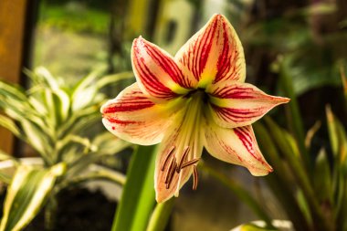 Şaşırtıcı ihale çiçek açan çiçekler yakın çekim