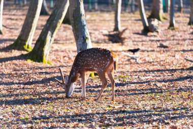 Ormanda güzel geyik 