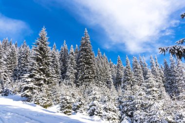Karla kaplı ağaçlar ve dalları kış orman