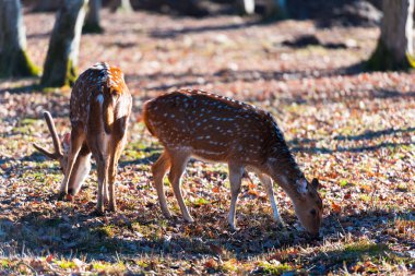 Ormanda güzel geyik 
