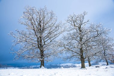 Karlı ağaçlar şaşırtıcı Doğa Manzaralı