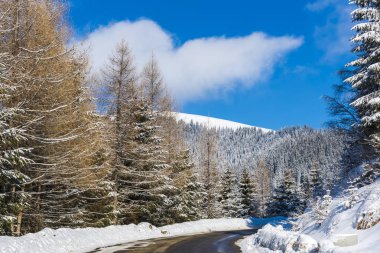 Karla kaplı ağaçlar ve dalları kış orman