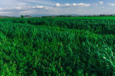 Yeşil Çimen ve Mavi Gökyüzü.