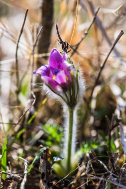 Şaşırtıcı ihale çiçek açan çiçekler yakın çekim
