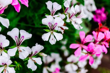 İnanılmaz renkli çiçek açan çiçekler yakın çekim