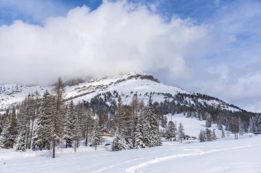 Karlı ağaçlar şaşırtıcı Doğa Manzaralı