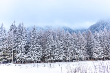 Karla kaplı ağaçlar ve dalları kış orman