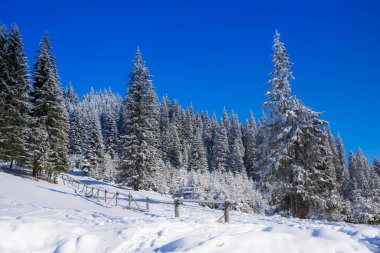 Karla kaplı ağaçlar ve dalları kış orman