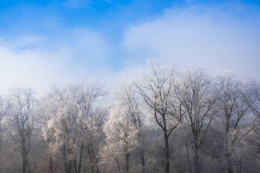 Karla kaplı ağaçlar ve dalları kış orman