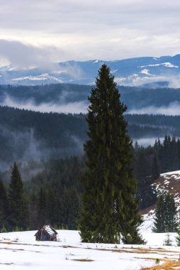 Çam ağaçları ve bulutlu gökyüzü arka plan şaşırtıcı doğa manzaralı