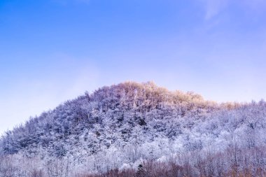 Ağaçlar ve mavi gökyüzü arka plan şaşırtıcı Doğa Manzaralı