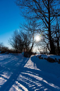 Karla kaplı çıplak ağaçlar ve doğa arka planda dalları