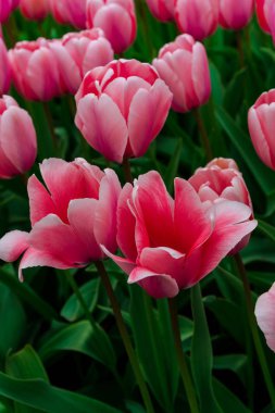 Şaşırtıcı ihale çiçek açan çiçekler yakın çekim