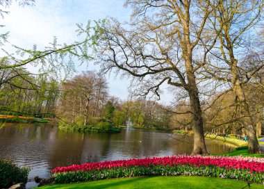 ağaçlar ile güzel park 
