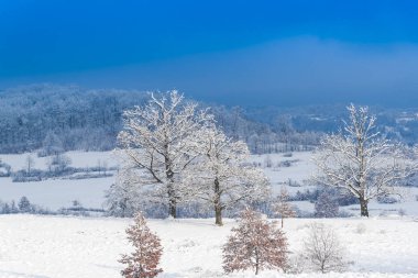 Karla kaplı ağaçlar ve dalları kış orman
