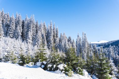Çam ağaçları ve bulutlu gökyüzü arka plan şaşırtıcı doğa manzaralı