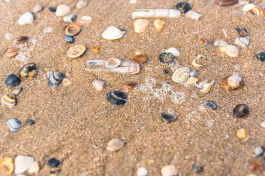 Sandy beach kabukları ile