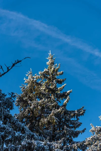 Karla kaplı ağaçlar ve dalları kış orman