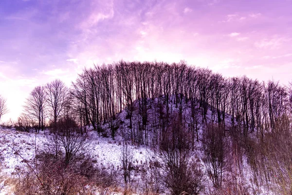 裸の木と夕日の曇り空 — ストック写真