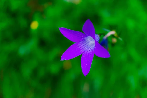 Zblízka Úžasné Barevné Kvetoucí Květiny — Stock fotografie