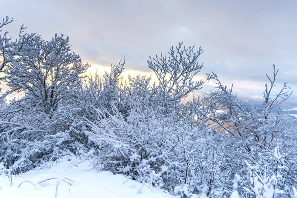 Arbres Branches Enneigés Dans Forêt Hivernale — Photo