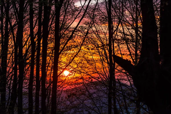 Himmel Bei Sonnenuntergang Wald Mit Bäumen — Stockfoto