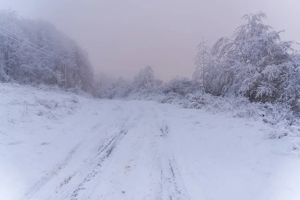 Broussailles Couvertes Neige Traces Pneus Dans Forêt Brumeuse — Photo