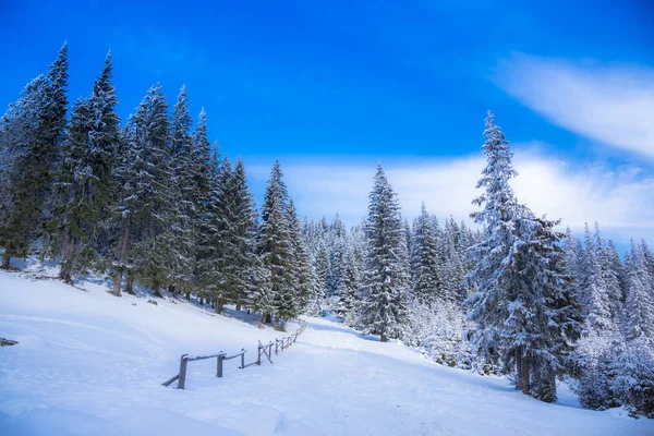 Árboles Ramas Cubiertos Nieve Bosque Invernal — Foto de Stock