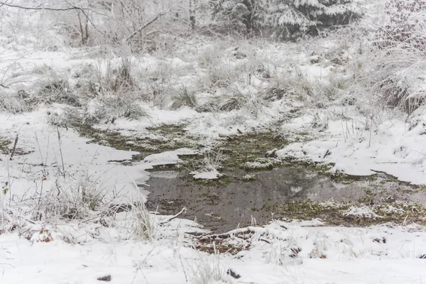 Natureza Congelada Floresta Coberta Neve — Fotografia de Stock