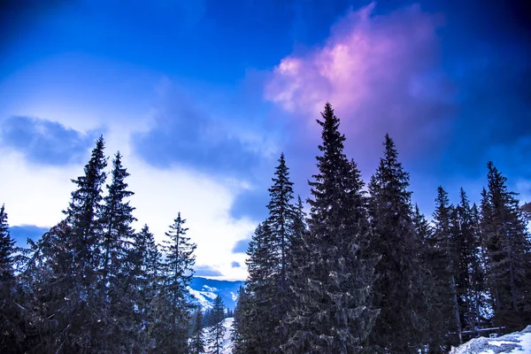 Violett Bewölkter Himmel Über Kiefern — Stockfoto