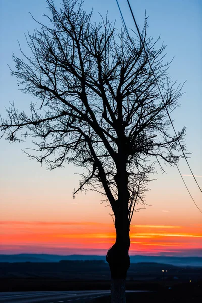 夕焼けの空と乾燥した木の枝 — ストック写真