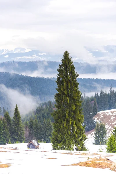Fantastisk Natur Udsigt Med Fyrretræer Overskyet Himmel Baggrund - Stock-foto
