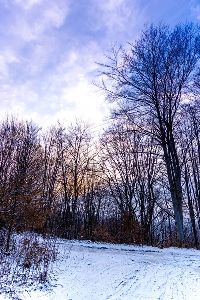 Дивовижний Вид Природу Деревами Фоном Блакитного Неба — стокове фото