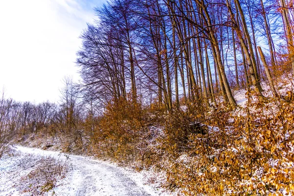 Met Sneeuw Bedekte Kale Bomen Takken Bos — Stockfoto