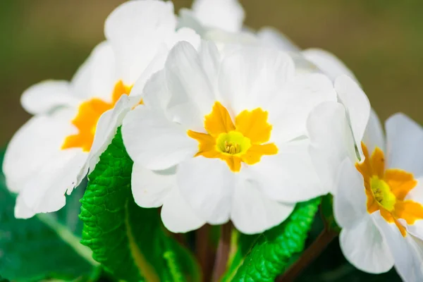 Närbild Fantastiska Anbud Blommande Blommor — Stockfoto
