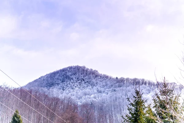 Ağaçlar ve mavi gökyüzü arka plan şaşırtıcı Doğa Manzaralı