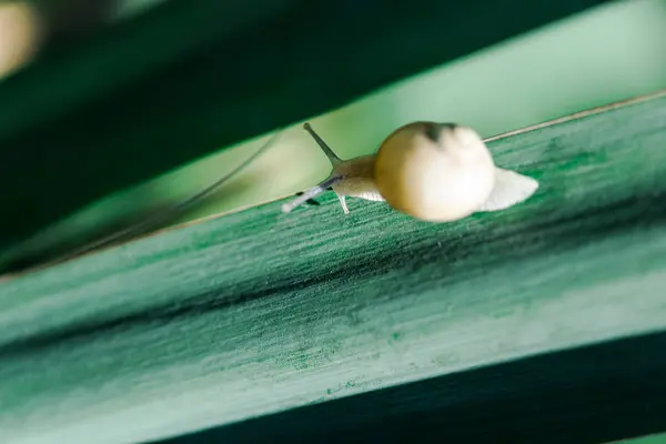 Coquille Escargot Sur Fleur — Photo