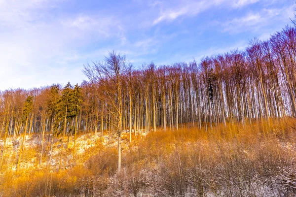 Schneebedeckte Kahle Bäume Und Äste Wald — Stockfoto