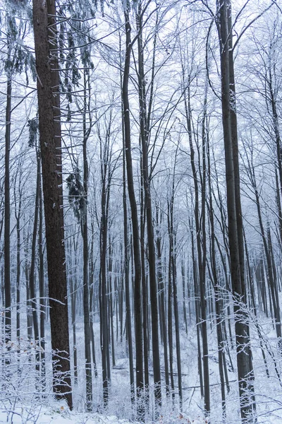 Sneeuw Bedekte Kale Bomen Takken Winterse Bos — Stockfoto