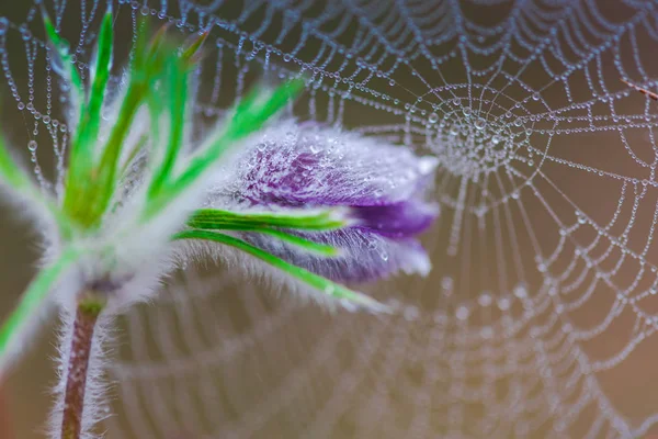 Örümcek Web Arka Plan Üzerinde — Stok fotoğraf
