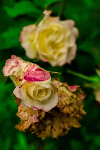 Zblízka Úžasné Nabídky Kvetoucích Květin — Stock fotografie