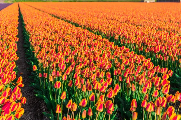 Weergave Van Tulpen Groeien Bij Plantage Veld — Stockfoto