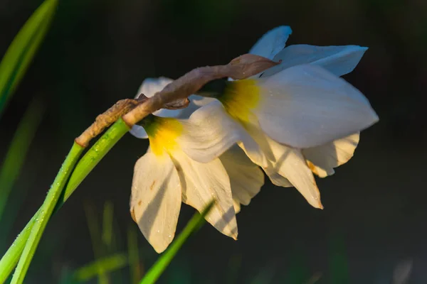 Gros Plan Des Fleurs Florissantes Tendres Étonnantes — Photo