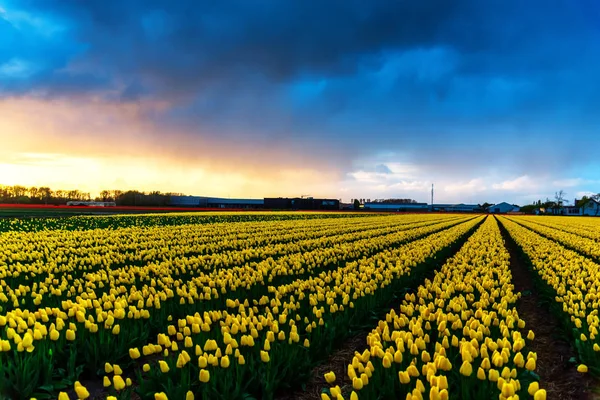 Weergave Van Bloeiende Tulpen Groeien Bij Plantage Veld — Stockfoto