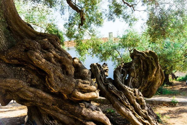 Wielkie Korzenie Drzew Jezioro Tle — Zdjęcie stockowe