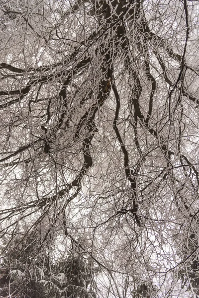 Snötäckta Kala Träd Och Grenar Vintrig Skog — Stockfoto