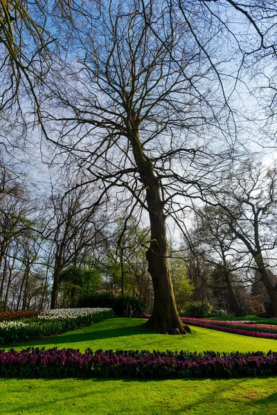 Nádherný Park Stromy — Stock fotografie